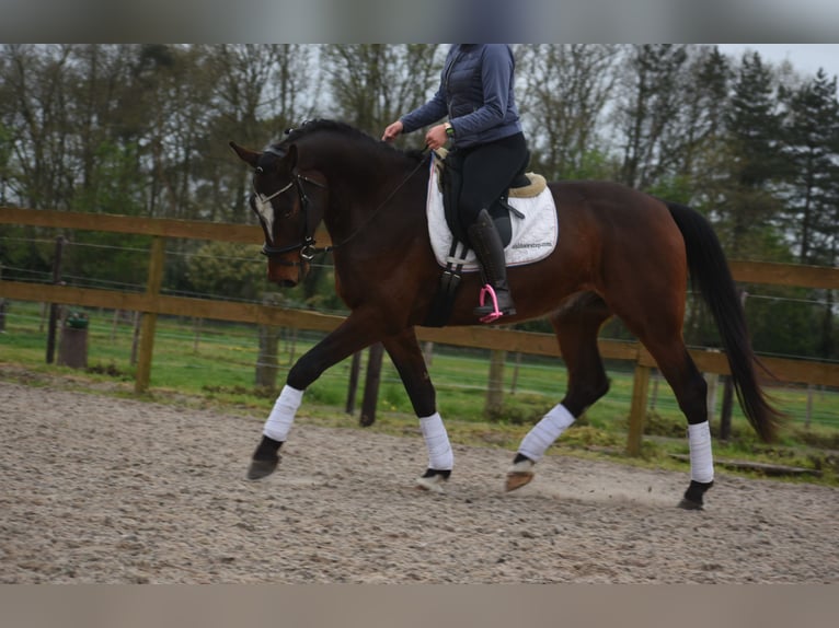 Zangersheide Ruin 6 Jaar 172 cm Donkerbruin in Achtmaal