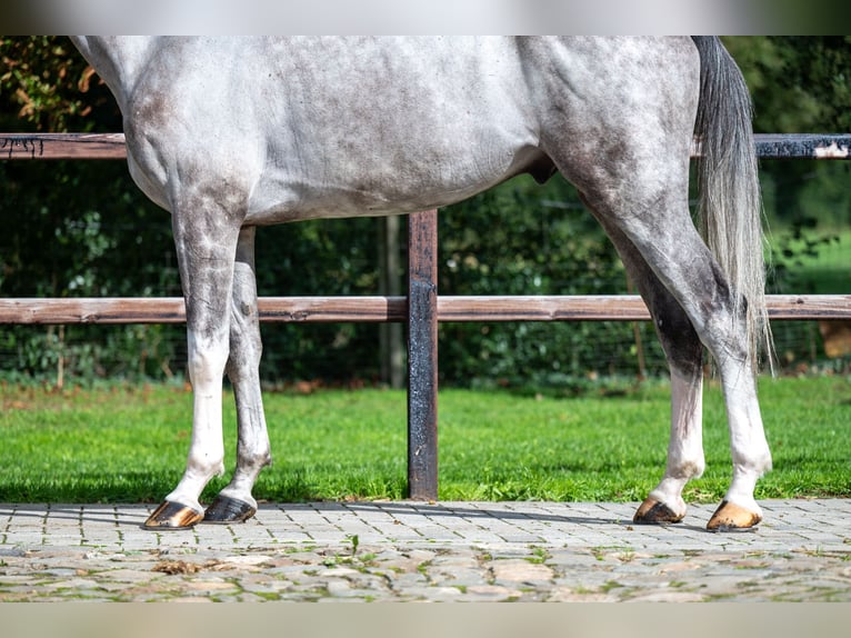 Zangersheide Ruin 6 Jaar 172 cm Schimmel in GROTE-BROGEL