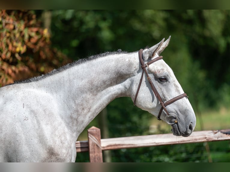 Zangersheide Ruin 6 Jaar 172 cm Schimmel in GROTE-BROGEL