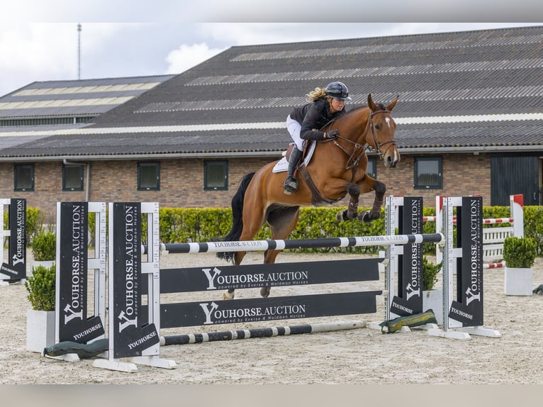 Zangersheide Ruin 6 Jaar 172 cm  in Waddinxveen