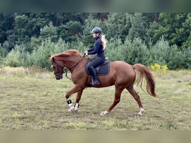 Zangersheide Ruin 6 Jaar 172 cm Vos in Grevesmühlen