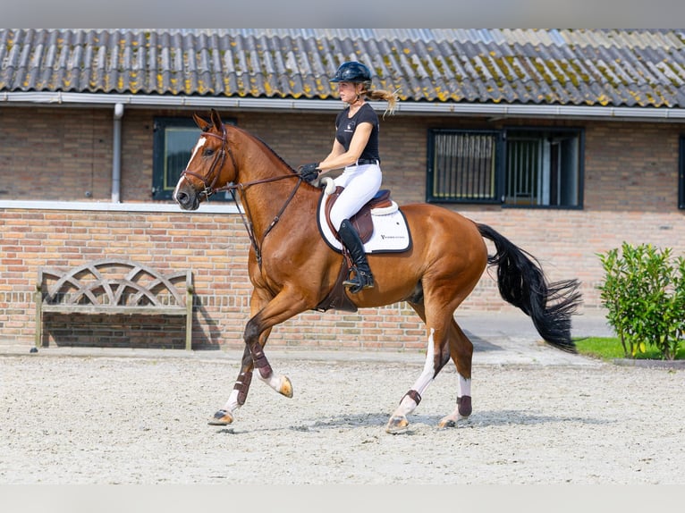 Zangersheide Ruin 6 Jaar 173 cm Bruin in Waddinxveen