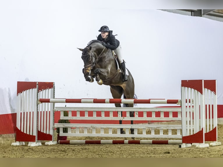 Zangersheide Ruin 6 Jaar 173 cm Bruin in Waddinxveen