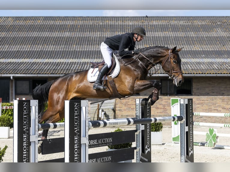 Zangersheide Ruin 6 Jaar 173 cm  in Waddinxveen