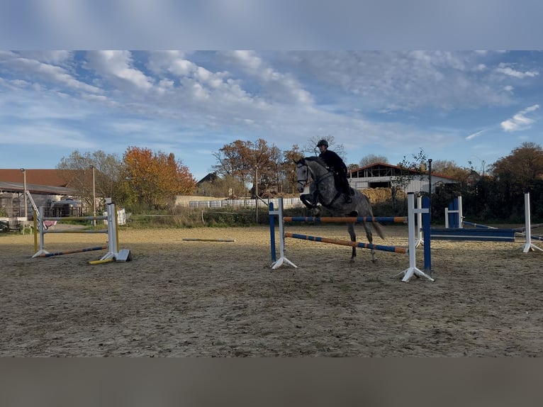 Zangersheide Ruin 6 Jaar 175 cm Appelschimmel in Soest