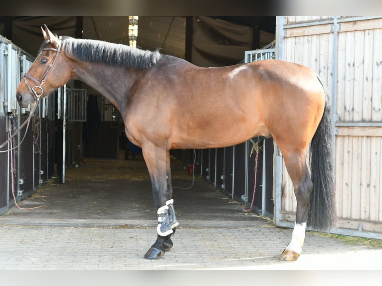 Zangersheide Ruin 6 Jaar 175 cm Donkerbruin in Geilenkirchen