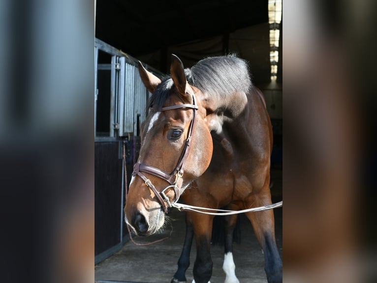 Zangersheide Ruin 6 Jaar 175 cm Donkerbruin in Geilenkirchen