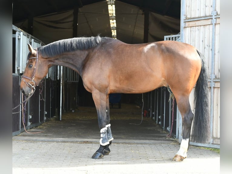 Zangersheide Ruin 6 Jaar 175 cm Donkerbruin in Geilenkirchen