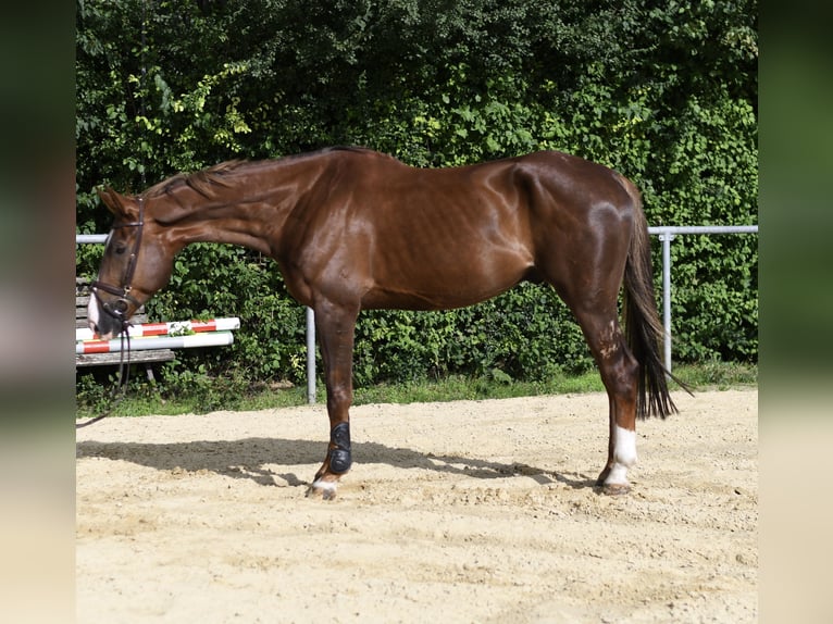 Zangersheide Ruin 6 Jaar 175 cm Donkere-vos in Geilenkirchen