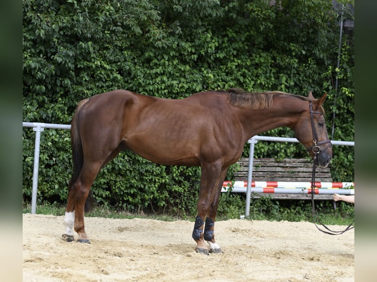 Zangersheide Ruin 6 Jaar 175 cm Donkere-vos in Geilenkirchen