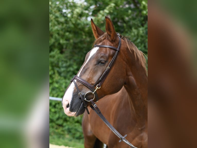 Zangersheide Ruin 6 Jaar 175 cm Donkere-vos in Geilenkirchen