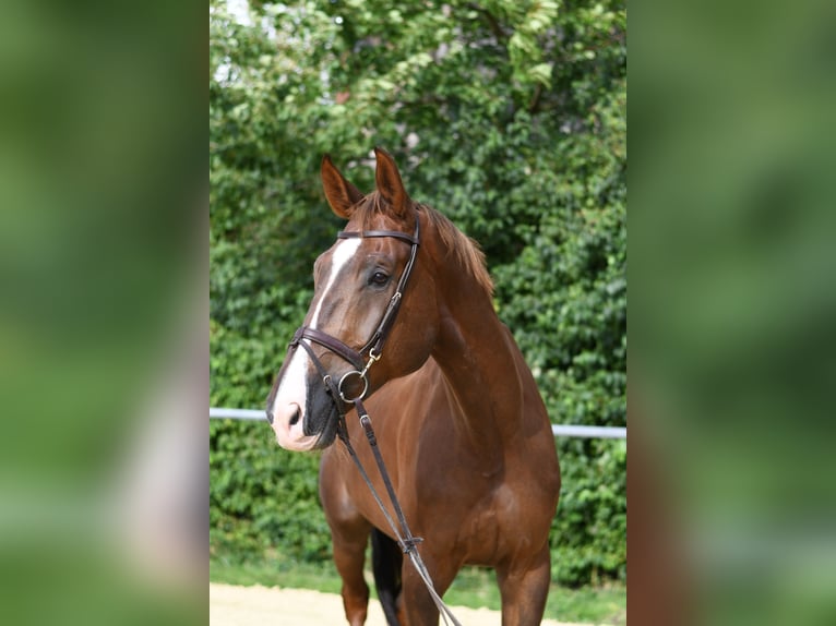 Zangersheide Ruin 6 Jaar 175 cm Donkere-vos in Geilenkirchen