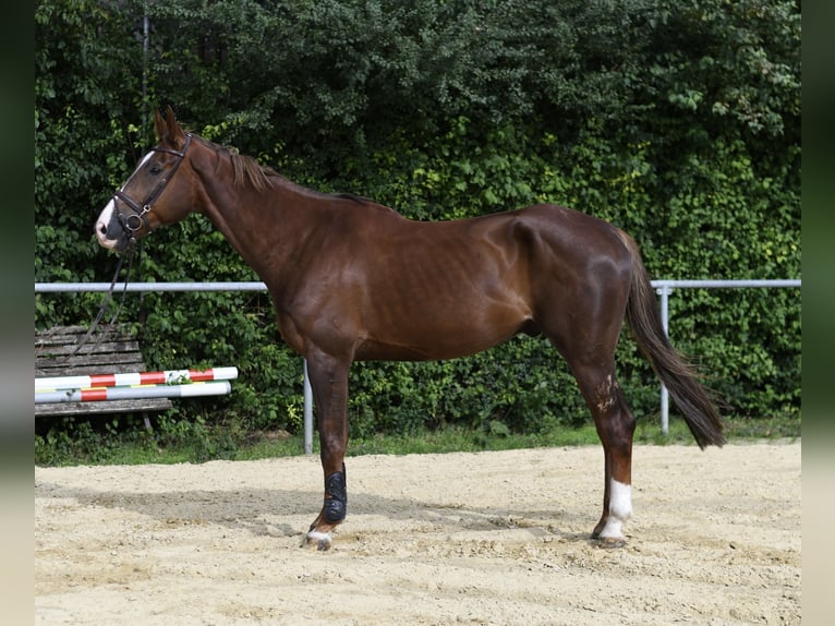 Zangersheide Ruin 6 Jaar 175 cm Donkere-vos in Geilenkirchen