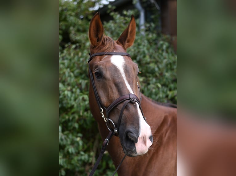 Zangersheide Ruin 6 Jaar 175 cm Donkere-vos in Geilenkirchen
