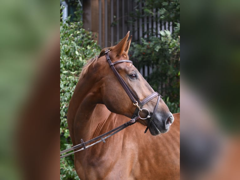 Zangersheide Ruin 6 Jaar 175 cm Donkere-vos in Geilenkirchen