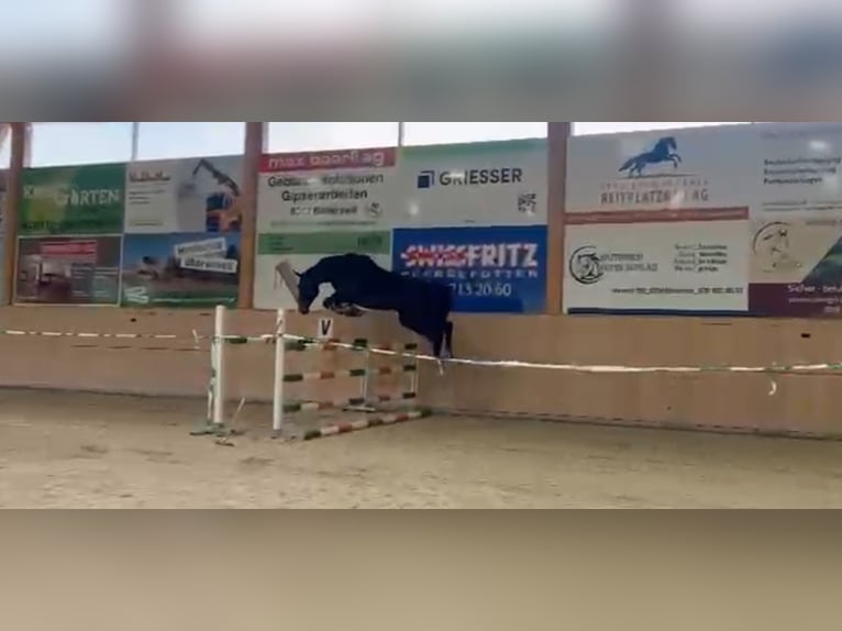 Zangersheide Ruin 6 Jaar 175 cm Zwartbruin in Elgg