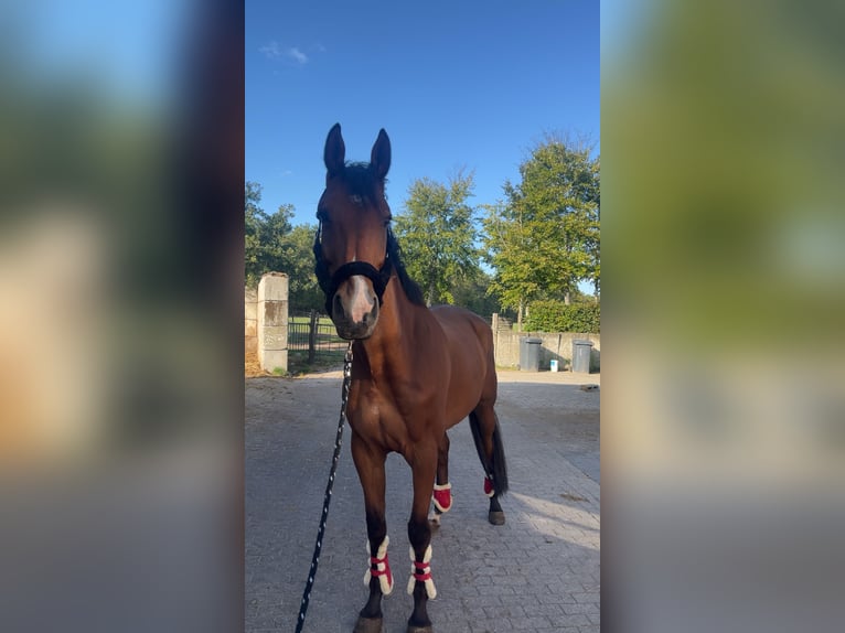 Zangersheide Ruin 6 Jaar 176 cm Bruin in Brecht