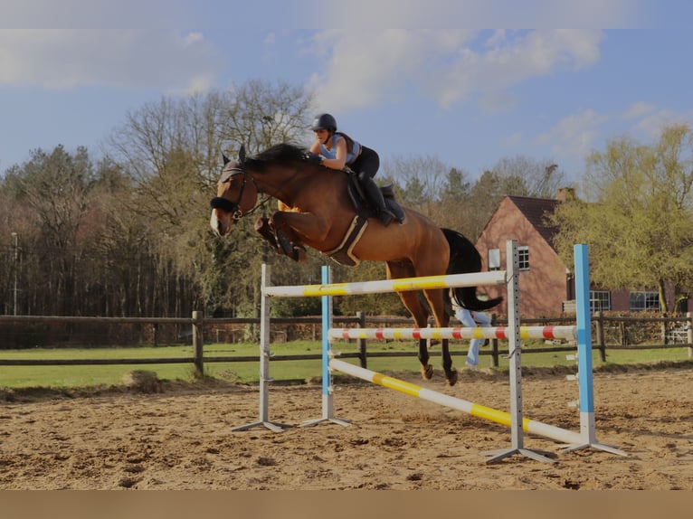 Zangersheide Ruin 6 Jaar 176 cm Bruin in Brecht