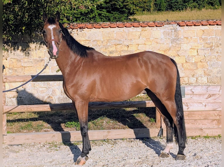 Zangersheide Ruin 6 Jaar 176 cm Bruin in Presles