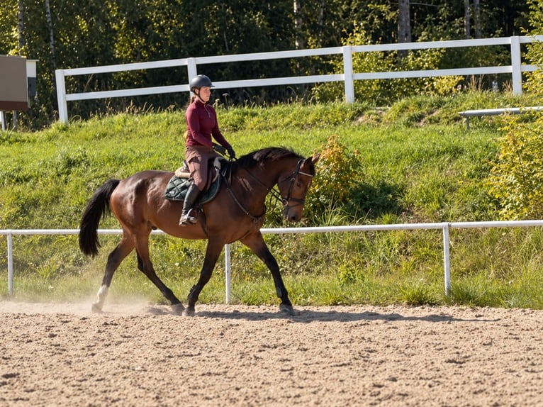 Zangersheide Ruin 6 Jaar 176 cm Donkerbruin in Davidschlag