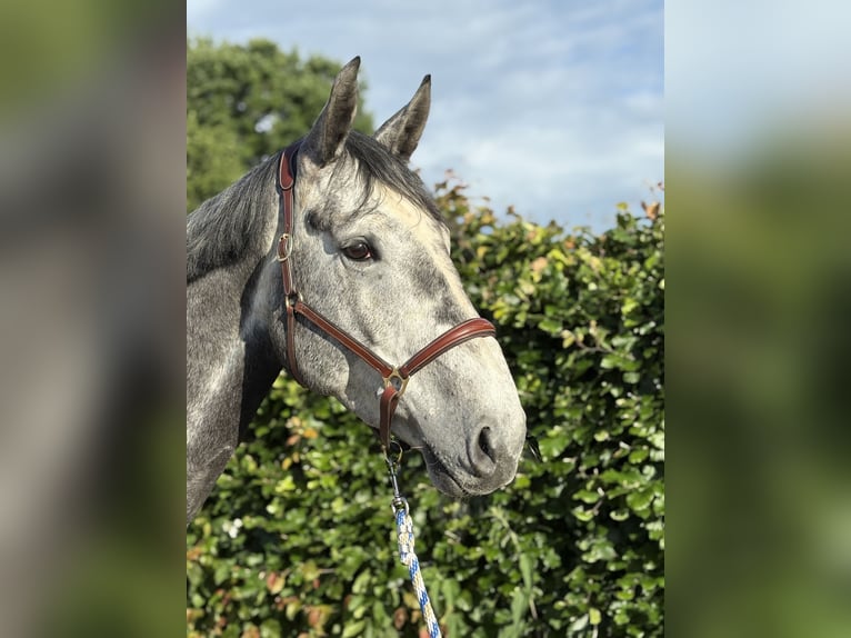 Zangersheide Ruin 6 Jaar 180 cm Schimmel in Erkelenz
