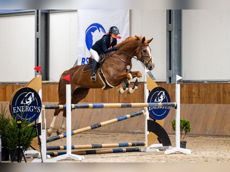 Zangersheide Ruin 6 Jaar 180 cm Vos in Jasienica