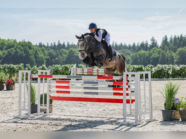 Zangersheide Ruin 6 Jaar Schimmel in Lastrup