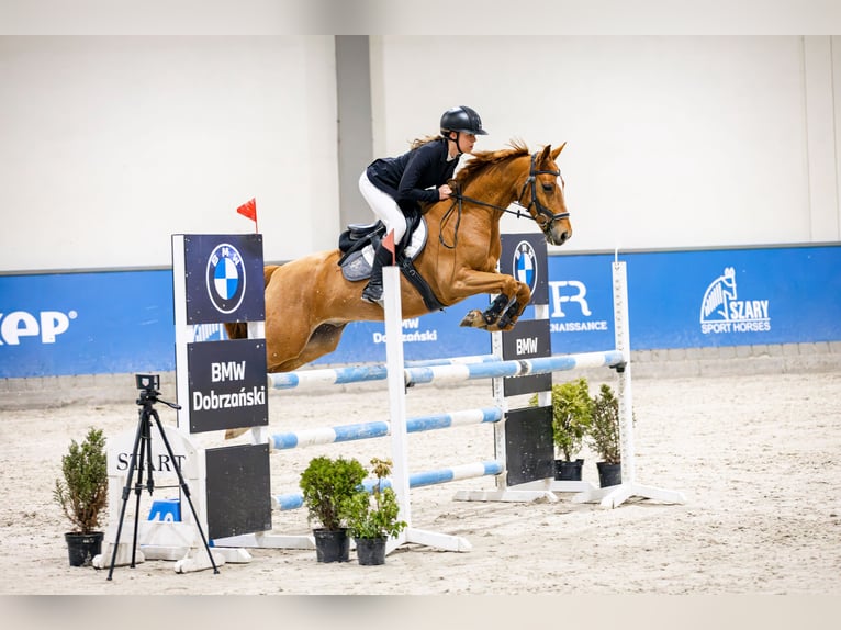 Zangersheide Ruin 7 Jaar 149 cm Vos in Gorlice