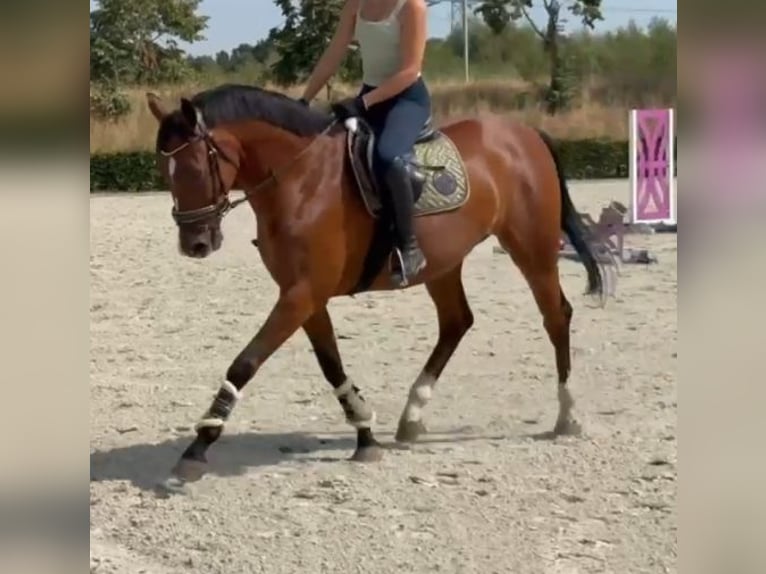 Zangersheide Ruin 7 Jaar 160 cm Bruin in Kaldenkirchen