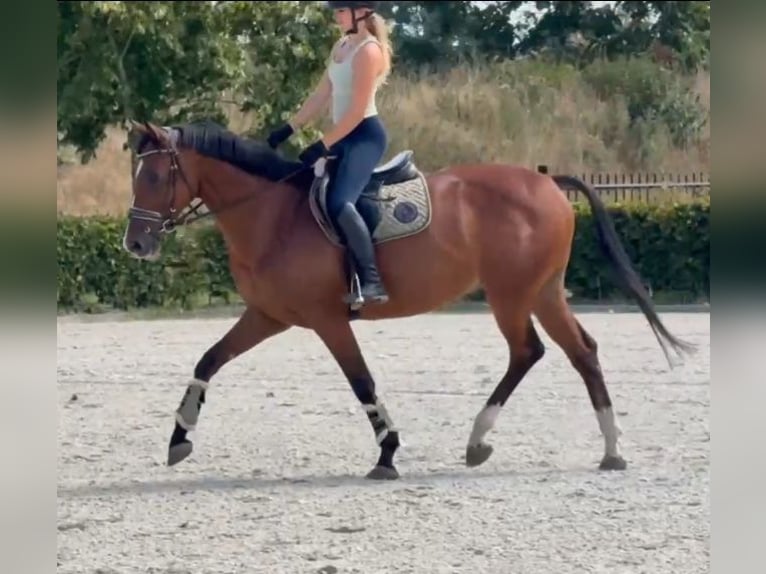 Zangersheide Ruin 7 Jaar 160 cm Bruin in Kaldenkirchen