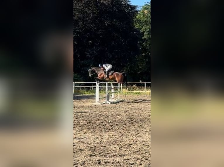 Zangersheide Ruin 7 Jaar 165 cm Bruin in Galliate