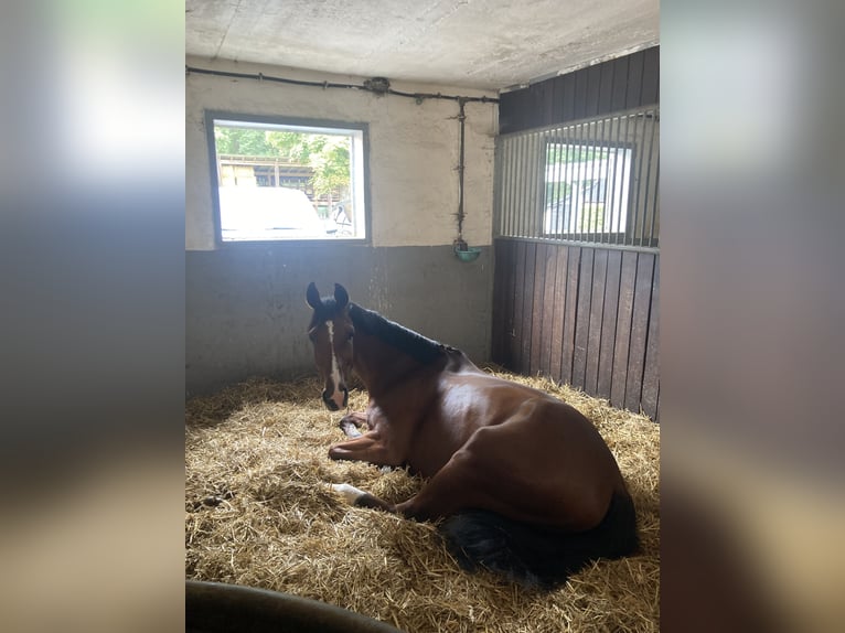 Zangersheide Ruin 7 Jaar 165 cm Bruin in Schlo&#xDF; Holte-Stukenbrock