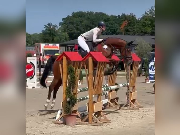 Zangersheide Ruin 7 Jaar 165 cm Bruin in Schlo&#xDF; Holte-Stukenbrock
