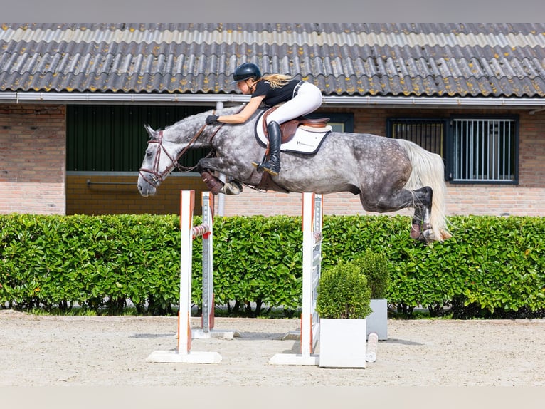 Zangersheide Ruin 7 Jaar 165 cm Schimmel in Waddinxveen