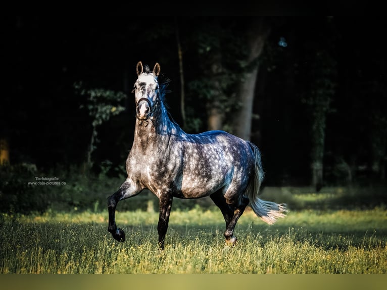 Zangersheide Ruin 7 Jaar 166 cm Appelschimmel in Delbr&#xFC;ck