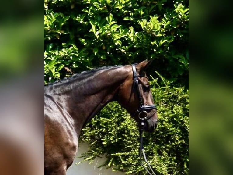 Zangersheide Ruin 7 Jaar 167 cm Donkerbruin in Schömberg