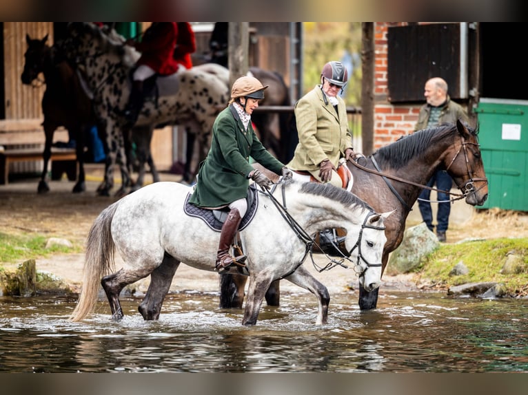 Zangersheide Ruin 7 Jaar 167 cm Schimmel in Verden (Aller)