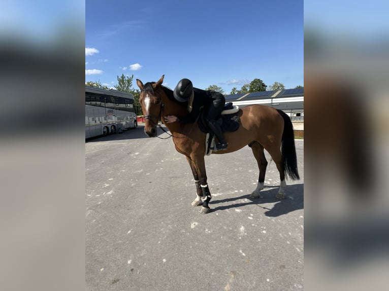 Zangersheide Ruin 7 Jaar 168 cm Bruin in Bratislava