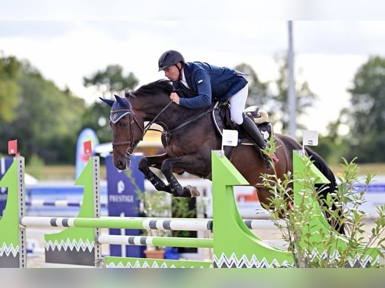 Zangersheide Ruin 7 Jaar 168 cm Bruin in Memmingen
