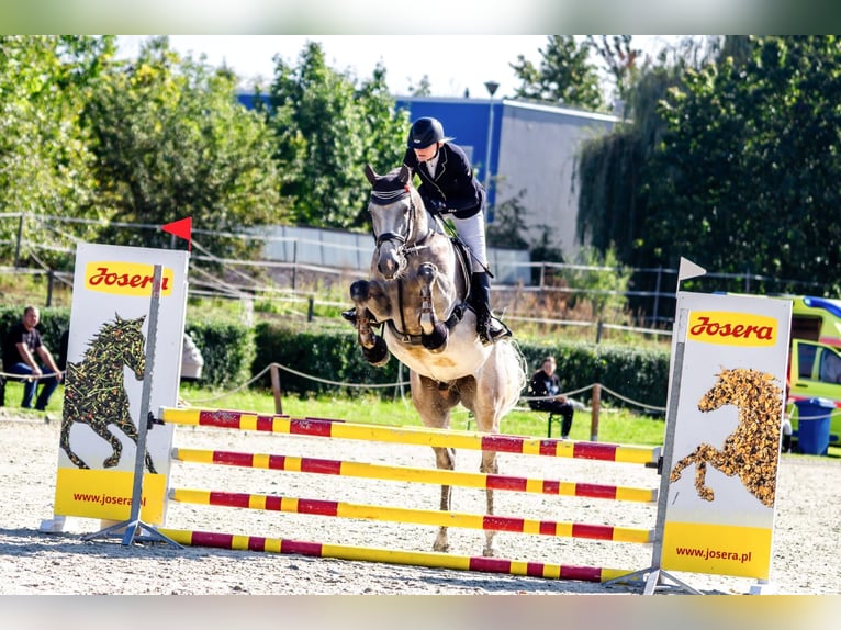 Zangersheide Ruin 7 Jaar 170 cm Schimmel in Czyżowice