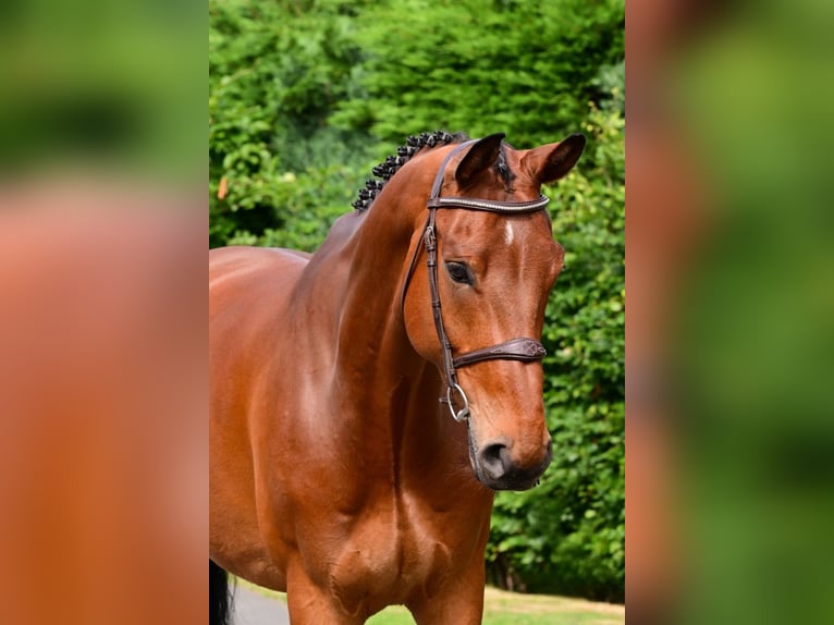 Zangersheide Ruin 7 Jaar 174 cm Bruin in Bladel
