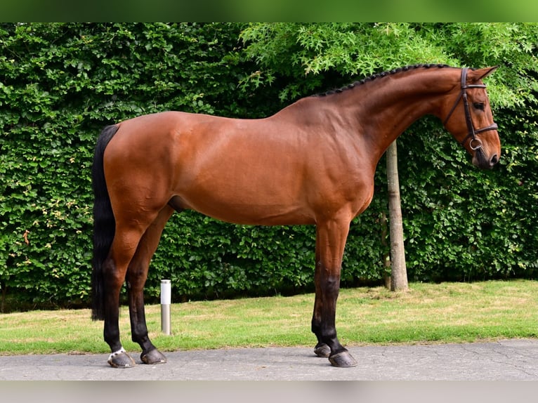 Zangersheide Ruin 7 Jaar 174 cm Bruin in Bladel