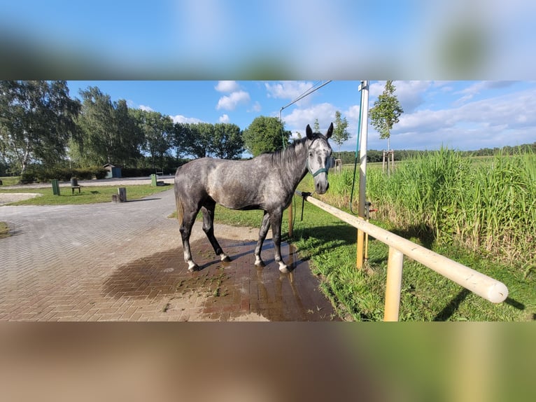 Zangersheide Mix Ruin 7 Jaar 175 cm Appelschimmel in Kolkwitz