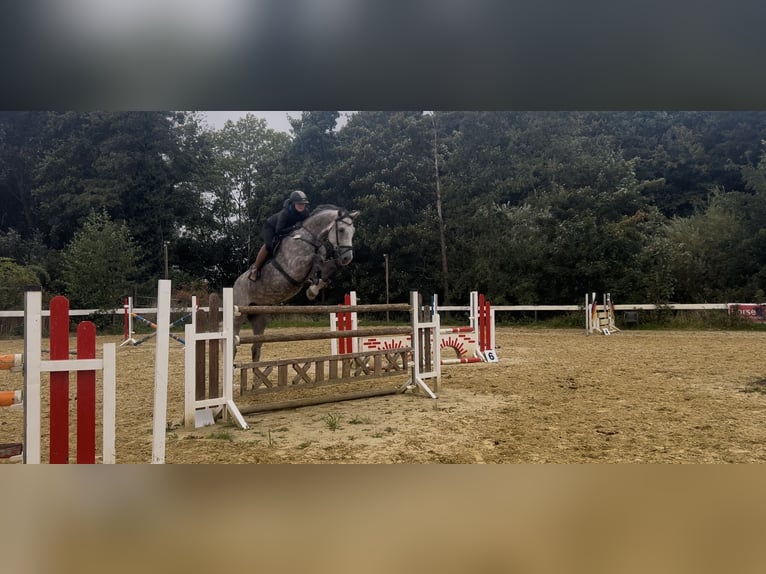 Zangersheide Ruin 7 Jaar 175 cm Appelschimmel in Soest
