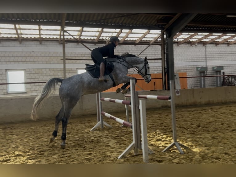 Zangersheide Ruin 7 Jaar 175 cm Appelschimmel in Soest