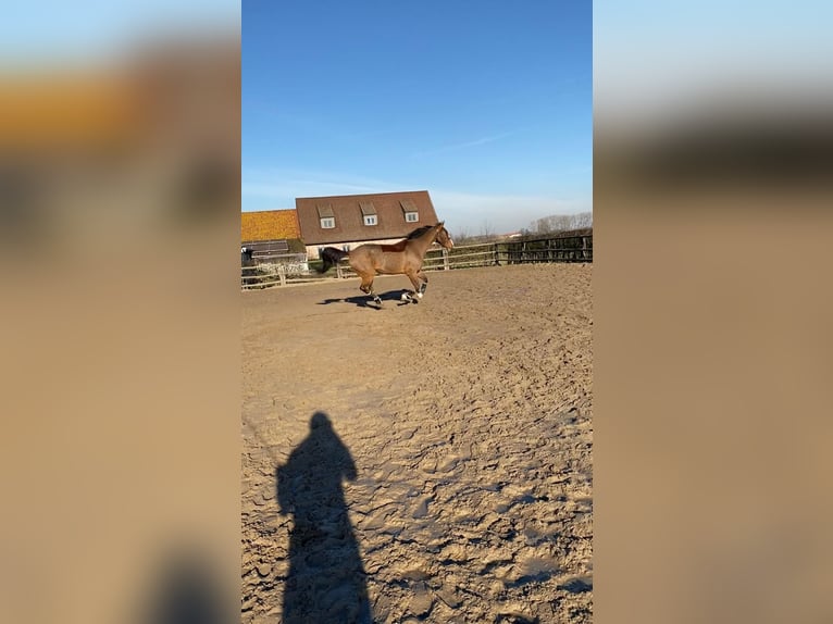 Zangersheide Ruin 7 Jaar 176 cm Lichtbruin in Aalter