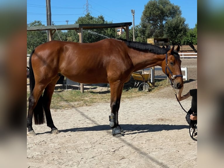 Zangersheide Ruin 7 Jaar 177 cm Roodbruin in valencia