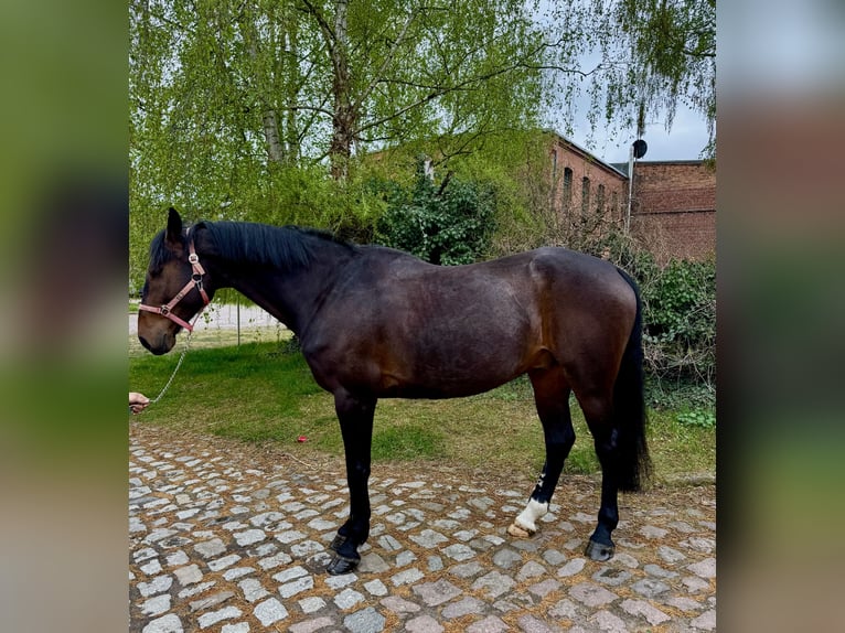 Zangersheide Ruin 7 Jaar 178 cm Bruin in Radegast
