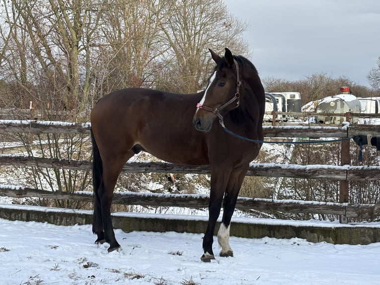Zangersheide Ruin 7 Jaar 182 cm Donkerbruin in Grevenbroich