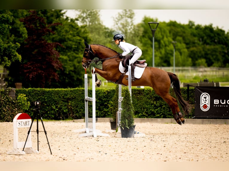 Zangersheide Ruin 8 Jaar 160 cm Donkere-vos in Kraków